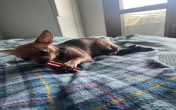 Chihuahua cani in vendita: Chihuahua femmina pedigree pelo corto fawn - Immagine 5