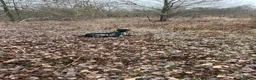 Setter Inglese cani in vendita: Cuccioli setter inglese a Provincia di Bergamo - Annuncio 7