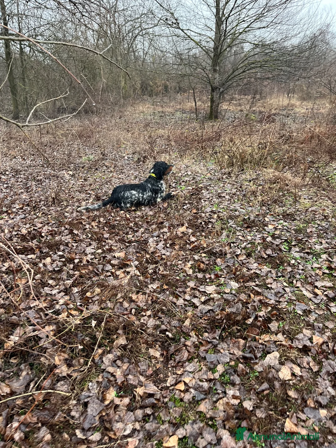 Setter Inglese cani in vendita: Cuccioli setter inglese a Provincia di Bergamo - Annuncio 7
