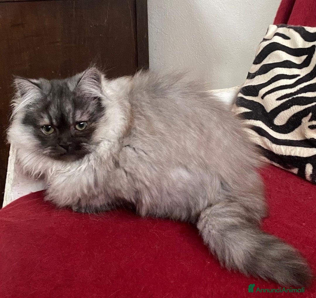 Persiano gatti in vendita: Cucciolo di persiani normotipo MASCHIO  - Annuncio 6