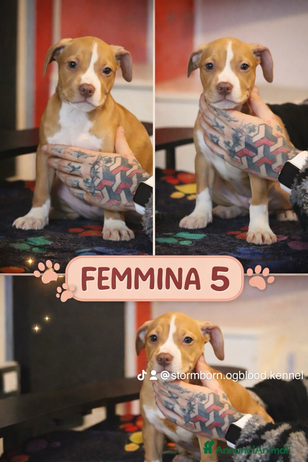 Pitbull cani in vendita: Cuccioli di Pit Bull con pedigree anche a rate - Annuncio 6