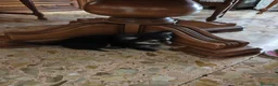 Chihuahua cani in vendita: Chihuahua - Annuncio 2