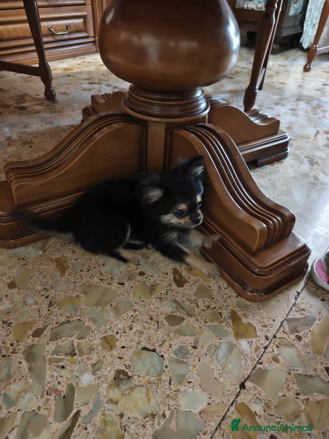 Chihuahua cani in vendita: Chihuahua - Annuncio 2