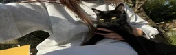 Altre razze gatti in vendita: 🩶🩵GATTINI MOLTO BELLI E INTELLIGENTE🩷🖤 - Annuncio 11
