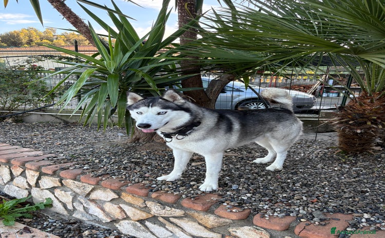 Husky cani a Provincia di Crotone - Annuncio 2