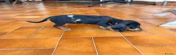 Bassotto cani in vendita: Bassottina - Annuncio 8