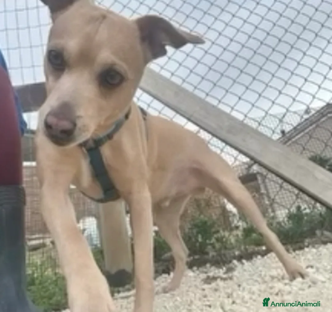 Meticcio cani in regalo: George cerca casa - Annuncio 3