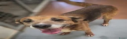Meticcio cani in regalo: 16 kg, 4 anni rischia il canile    - Annuncio 8