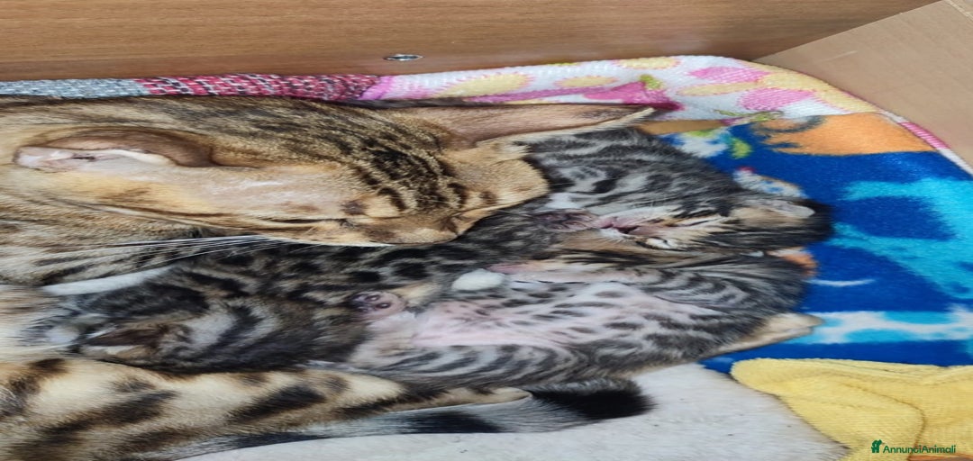 Immagine della galleria {{count}}