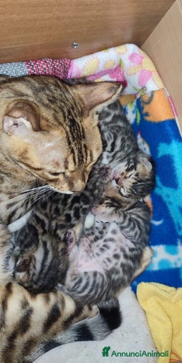 Immagine della galleria {{count}}