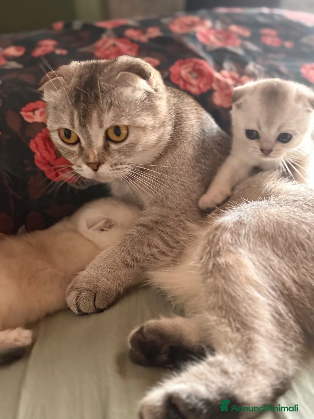 Scottish gatti in vendita: Cuccioli di Scottish Fold - Annuncio 1