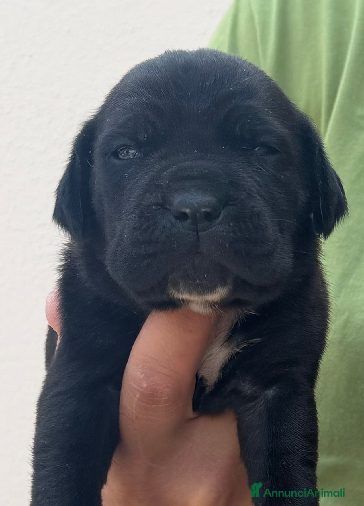Cane Corso cani Cuccioli cane corso con pedigree enci  - Annuncio 4