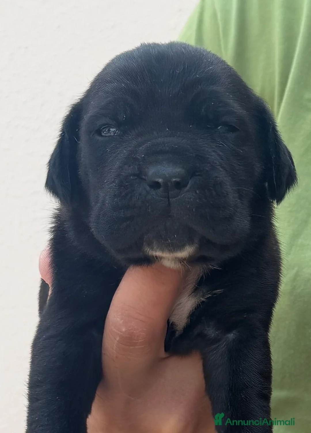 Cane Corso cani in vendita: Cuccioli cane corso con pedigree enci  - Annuncio 1