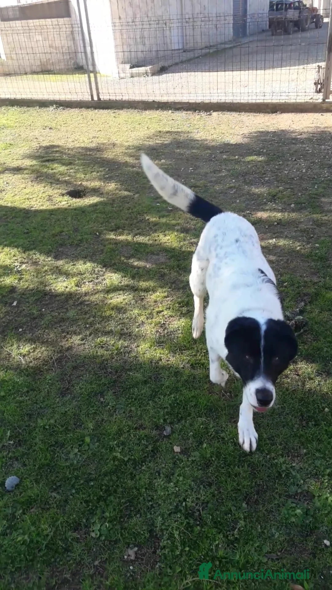 Meticcio cani in regalo: Mask 5/6anni buono aspetta da 2anni.PUGLIA a Città Metropolitana di Milano - Annuncio 2