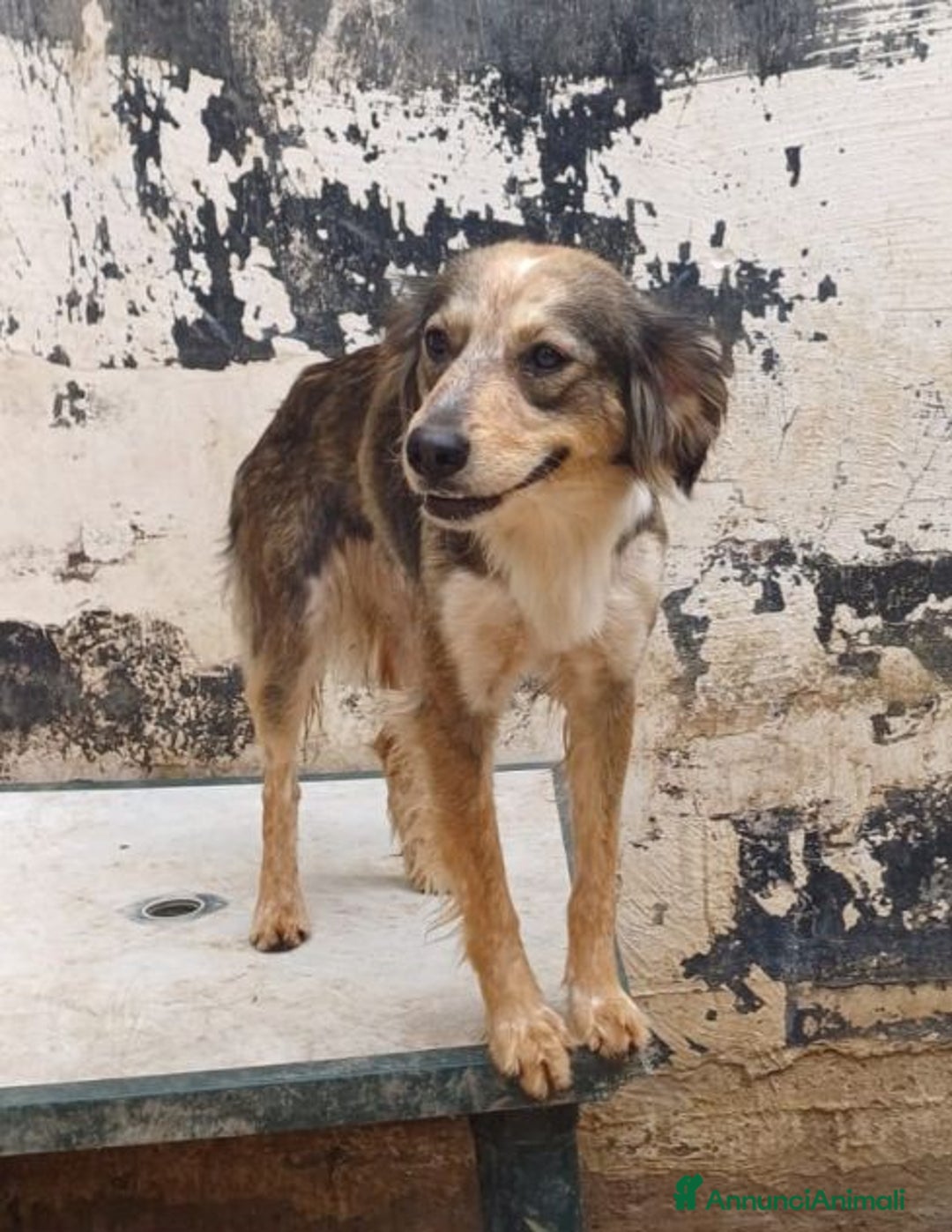 Meticcio cani in regalo: PERLAdolcissima piccola mix setter - Annuncio 2