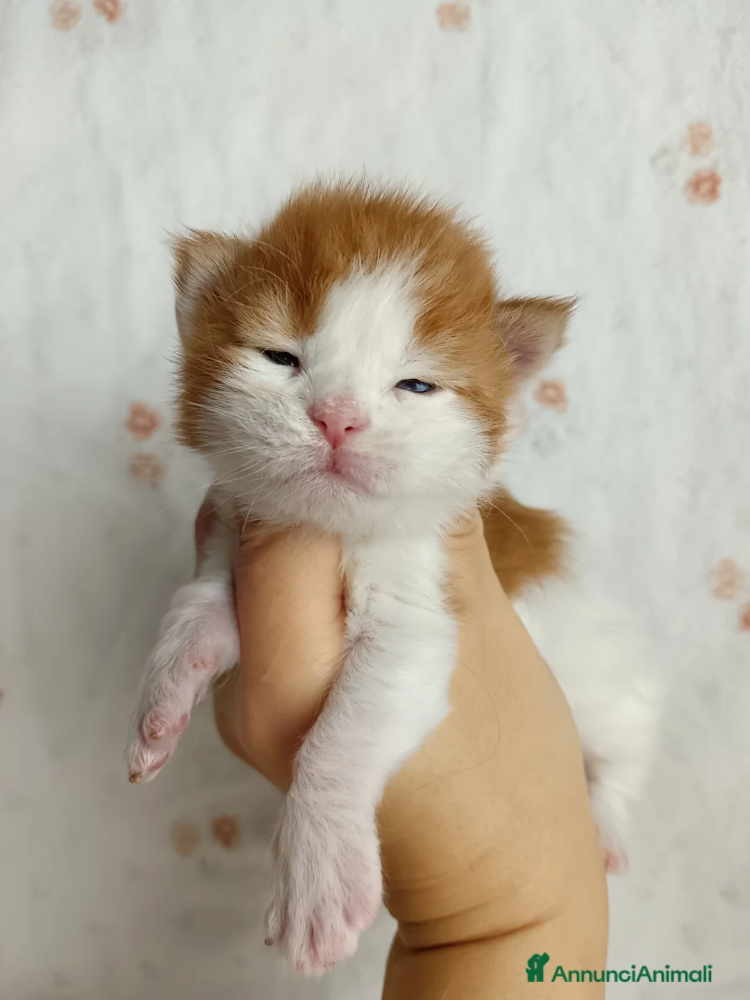 Maine Coon gatti in vendita: Cuccioli Maine coon bicolori - Annuncio 4