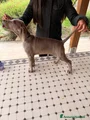 Weimaraner Cucciolo 6