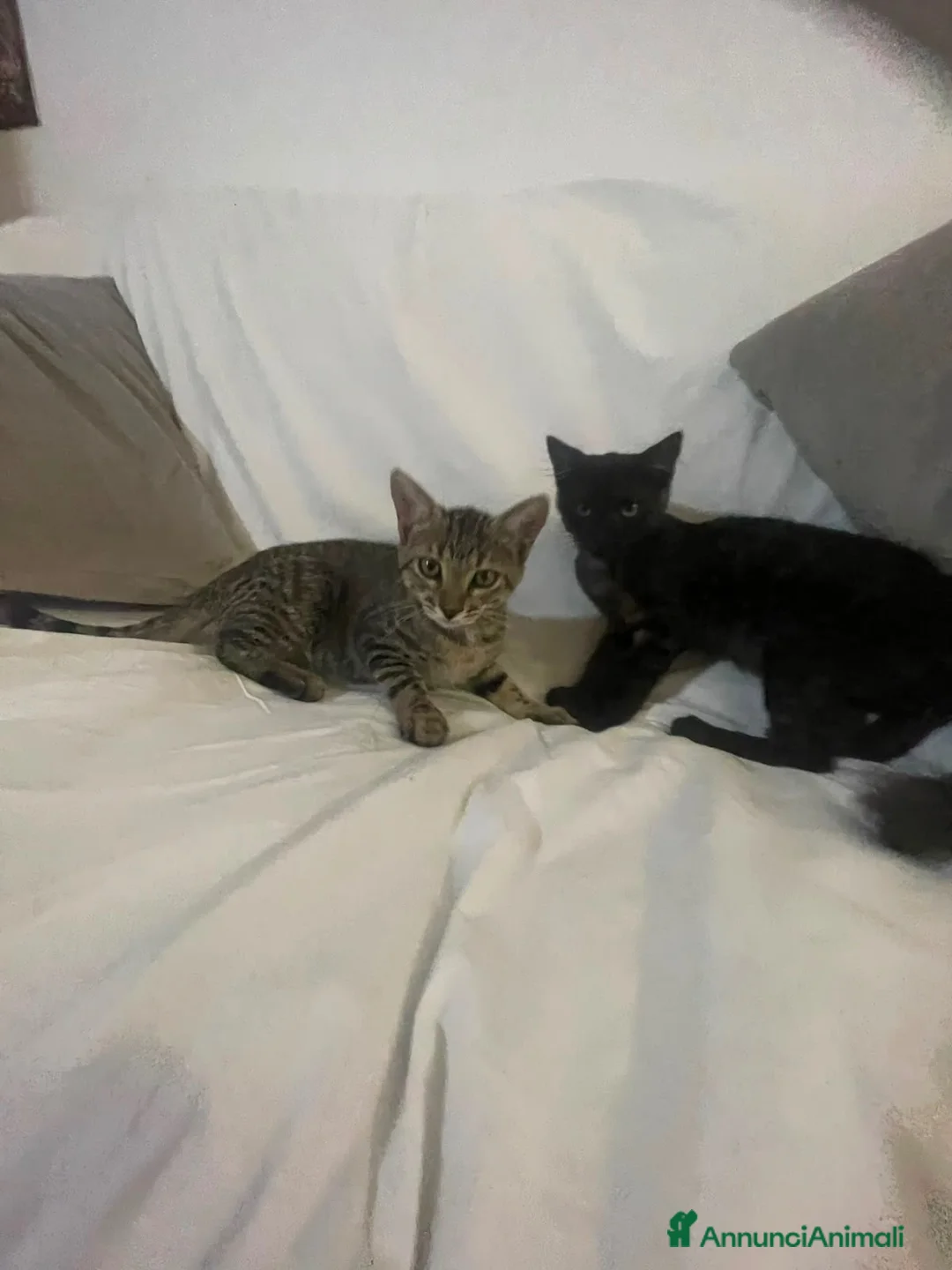 Europeo gatti in regalo: Moky dolcissimo micino tigrato nero - Annuncio 5