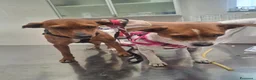 Meticcio cani in regalo: Taglia piccola  - Annuncio 3