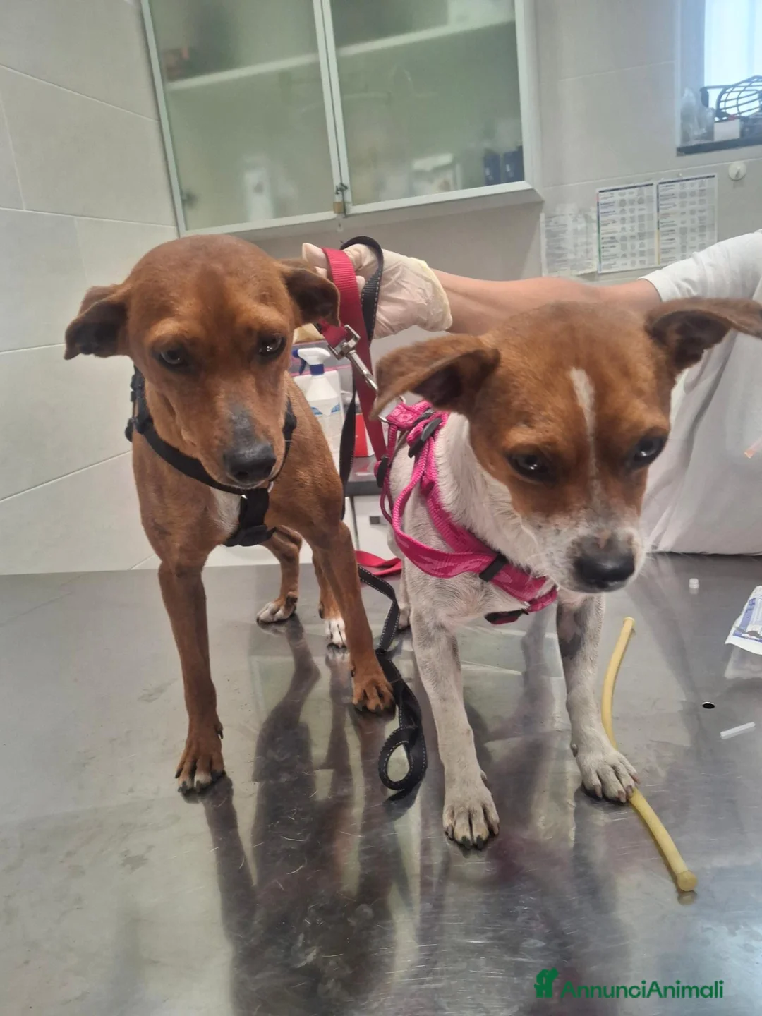 Meticcio cani in regalo: Taglia piccola  - Annuncio 3