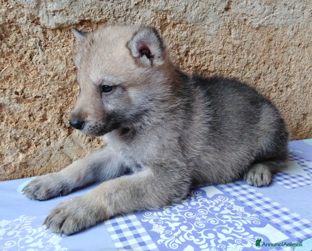 Lupo Cecoslovacco cani in vendita: Cane da Lupo Cecoslovacco super cuccioli PEDIGREE  - Annuncio 6