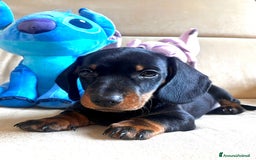 Bassotto cani in vendita: Bassotto Tedesco Nano a Città metropolitana di Roma Capitale - Immagine 5