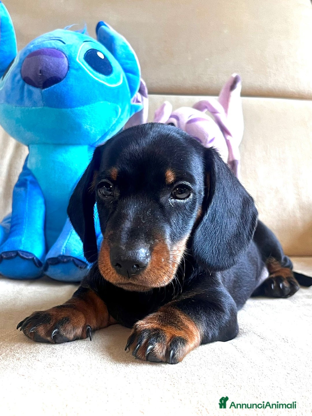 Bassotto cani in vendita: Bassotto Tedesco Nano a Città metropolitana di Roma Capitale - Immagine 5