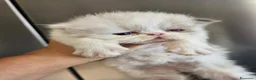 Persiano gatti in vendita: Gatto persiano  - Annuncio 9