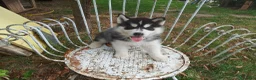 Husky cani in vendita: Siberian husky  - Annuncio 9