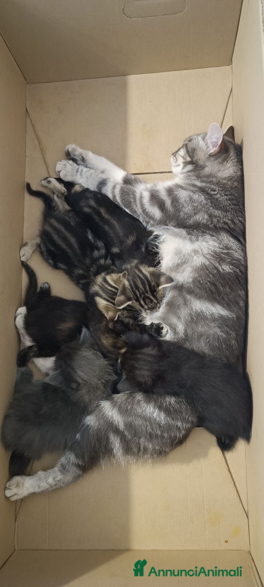 Europeo gatti Regalo 5 gattini Foligno  - Annuncio 12