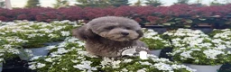 Barboncino Toy cani in vendita: Barboncino Toy – TreQuartidiLuna - Annuncio 2