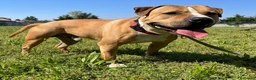 Meticcio cani in regalo: PABLO CERCA CASA - Annuncio 1