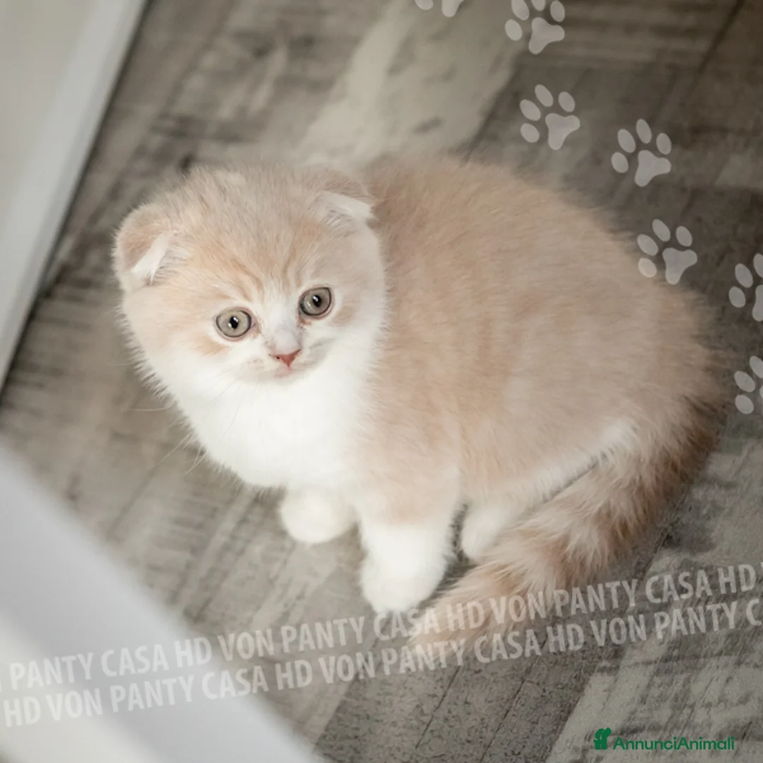 Scottish gatti in vendita: Maschietti Scottish Fold - Annuncio 10