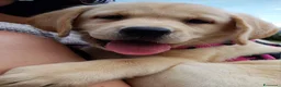 Labrador cani in vendita: Cuccioli di Labrador con pedigree - Annuncio 3