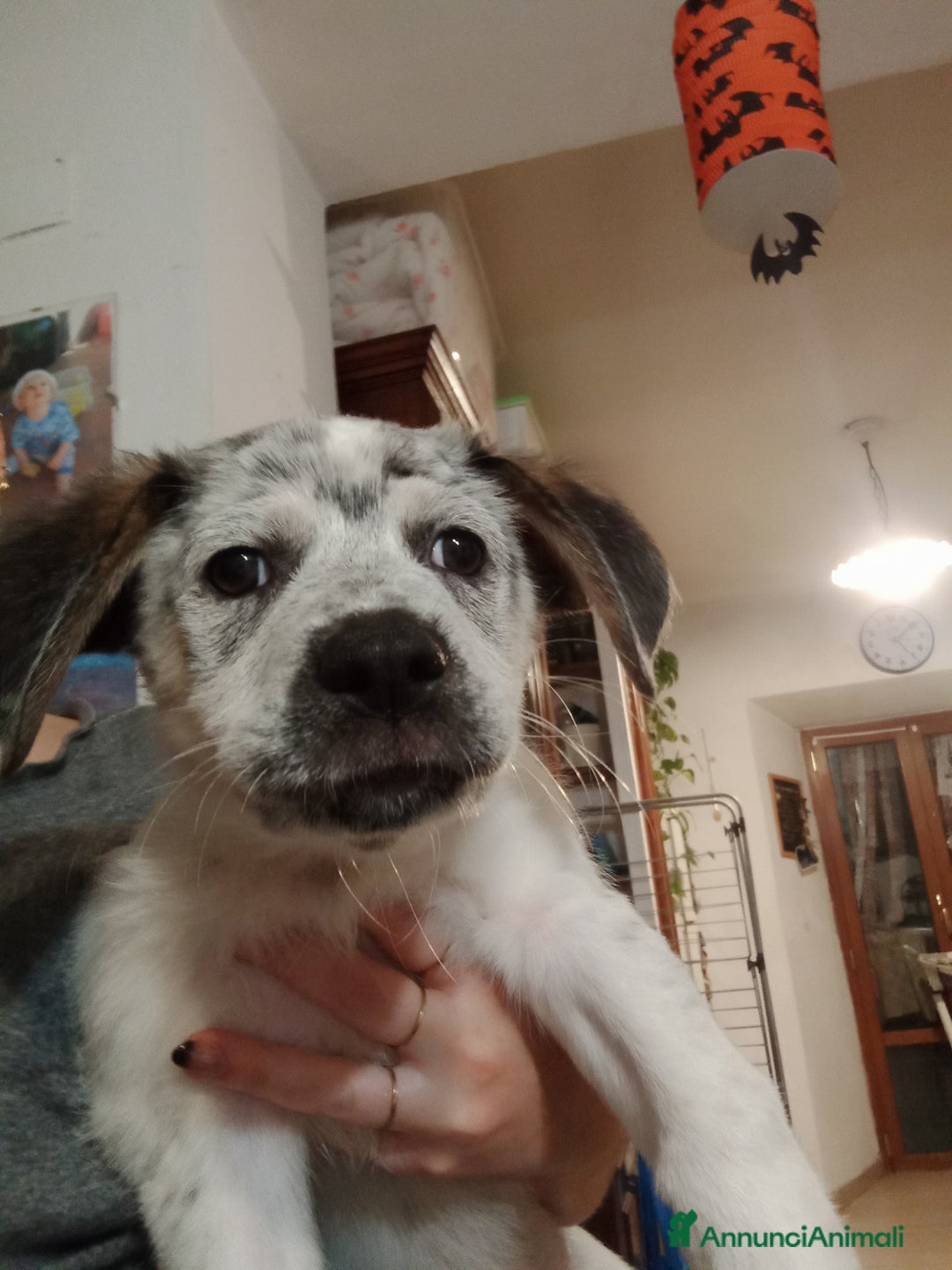 Altre razze cani in regalo: REGALO BELLISSIMI CUCCIOLE  - Annuncio 8