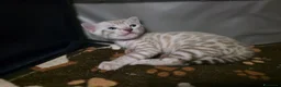 Bengala gatti in vendita: Cuccioli gatto bengala  - Annuncio 4