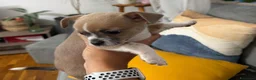 Chihuahua cani in vendita: Cuccioli di chihuahua  - Annuncio 5