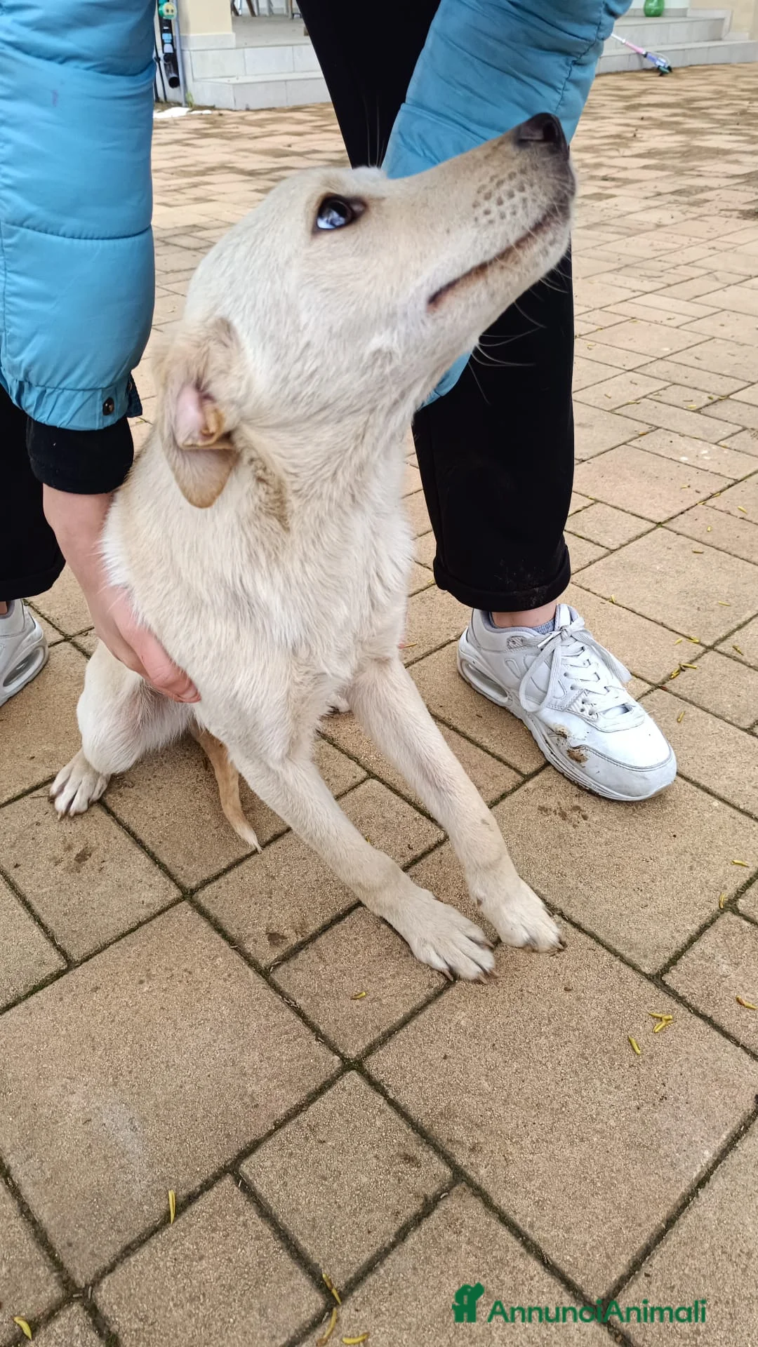 Meticcio cani in regalo: Cucciolo meticcio a Provincia di Lecce - Annuncio 1