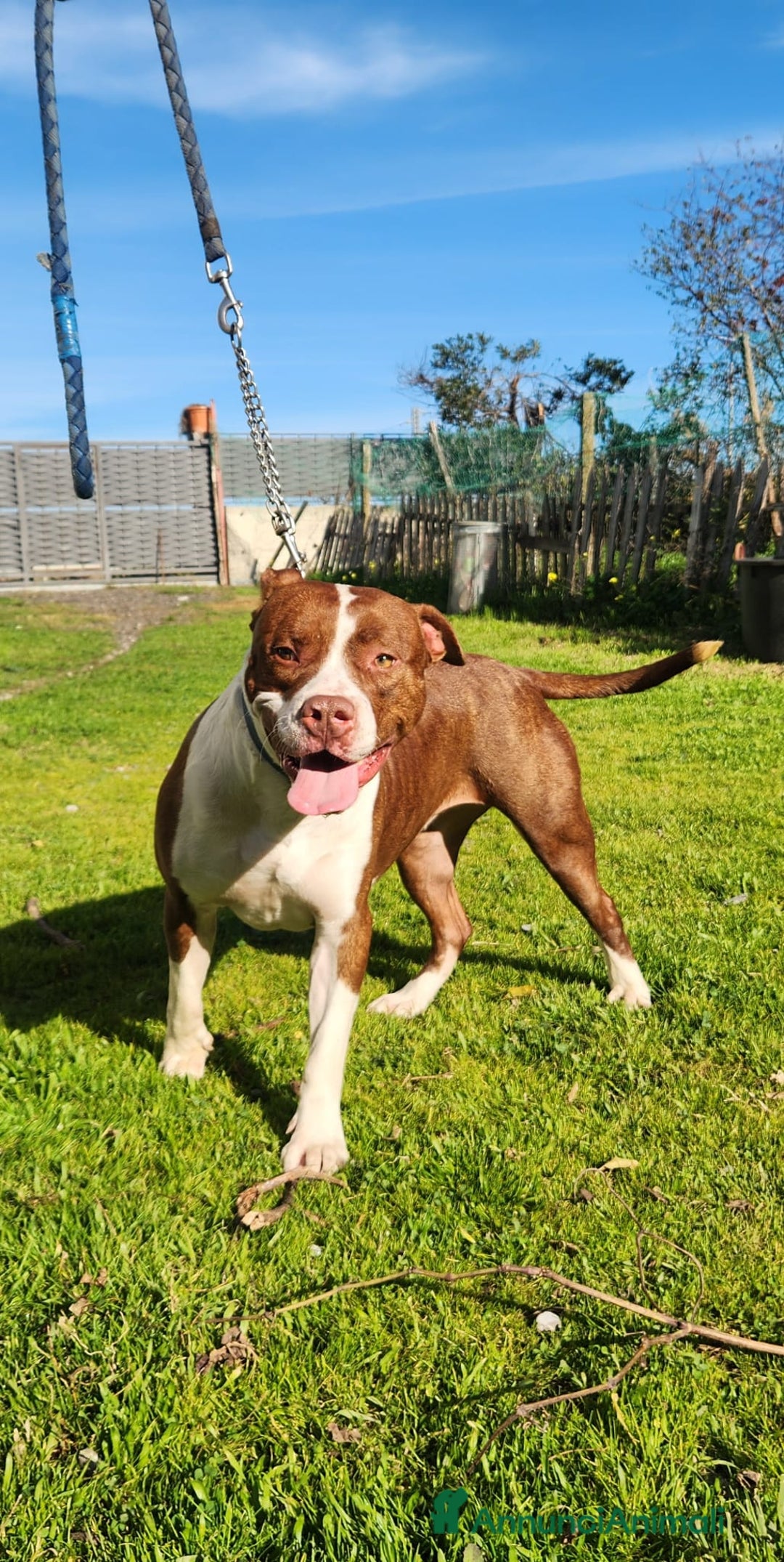 Pitbull cani in regalo: Pitbull splendido(e sorella)18mesi SOS URGENTE.SUD - Annuncio 10