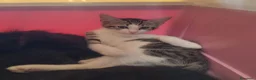 Europeo gatti in regalo: GATTINO VIVACE E SIMPATICO - Annuncio 1
