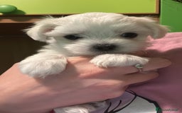 Maltese cani in vendita: Maltese - Immagine 4