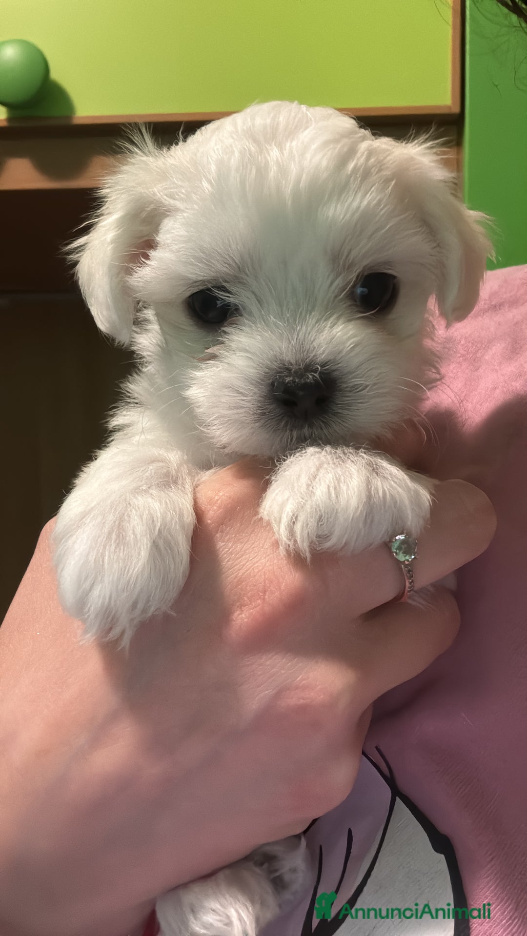 Maltese cani in vendita: Maltese - Immagine 4