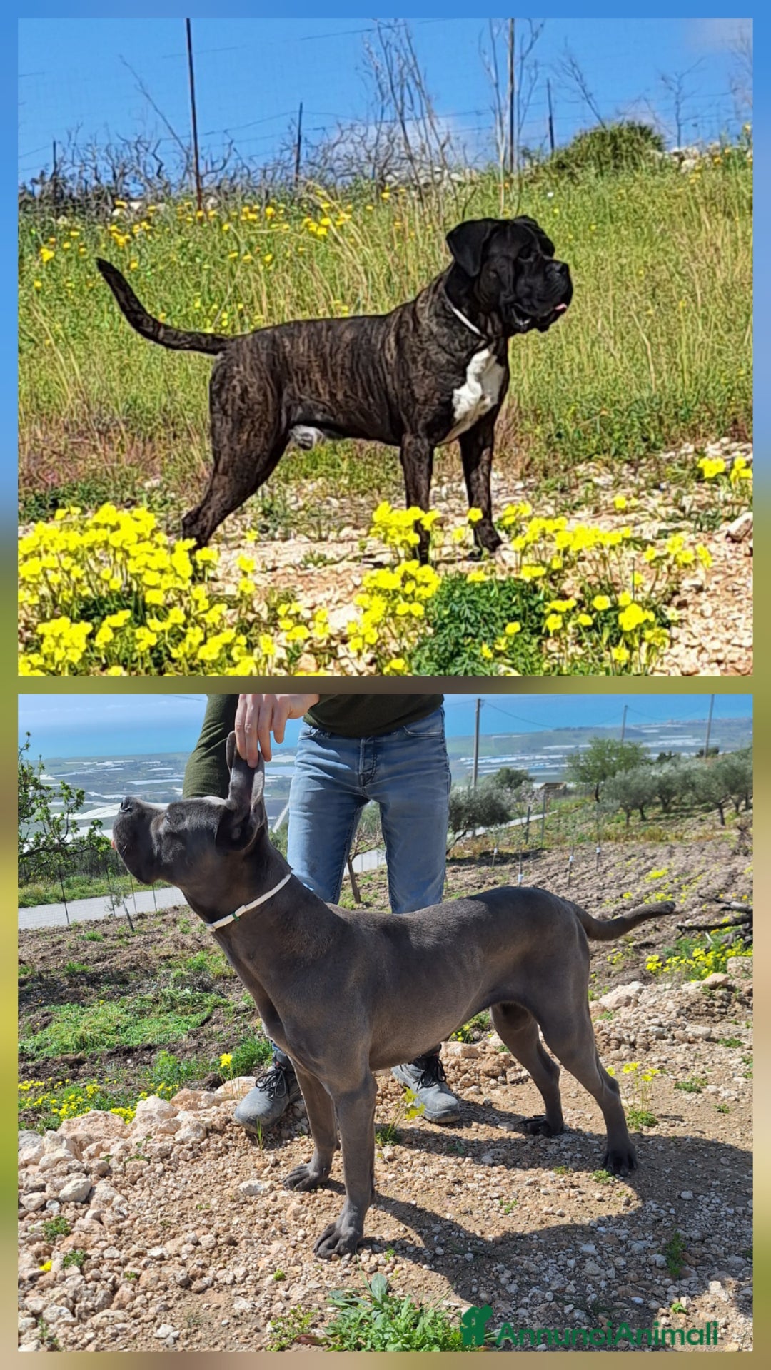 Cane Corso cani in vendita: Cane Corso - Annuncio 10
