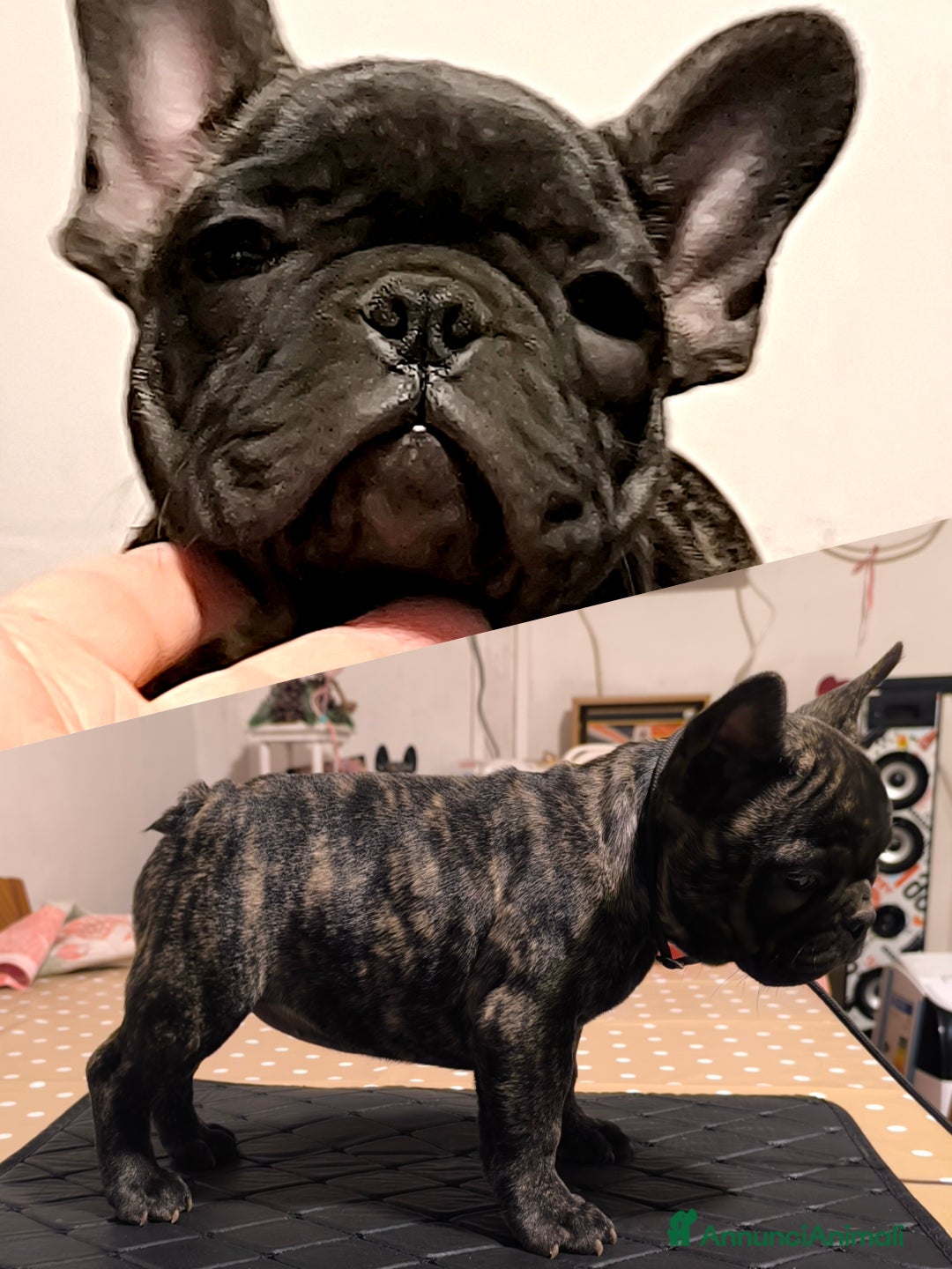 Bulldog Francese cani in vendita: Bulldog francese cuccioli enci a Provincia di Salerno - Annuncio 36