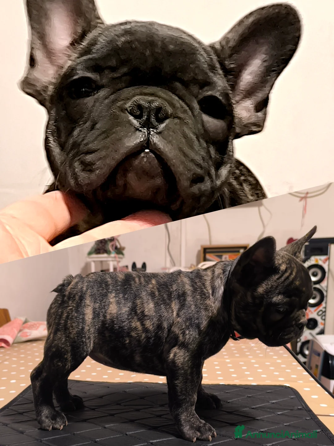 Bulldog Francese cani in vendita: Bulldog francese cuccioli enci a Provincia di Salerno - Annuncio 16