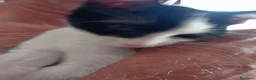 Europeo gatti in regalo: gattino 3 mesi cerca casa🖤 - Annuncio 3