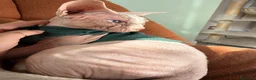 Sphynx gatti per accoppiamento: Milo cerca moglie !  - Annuncio 7