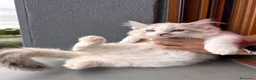 Ragdoll gatti in vendita: Cuccioli Ragdoll Udine - Annuncio 4