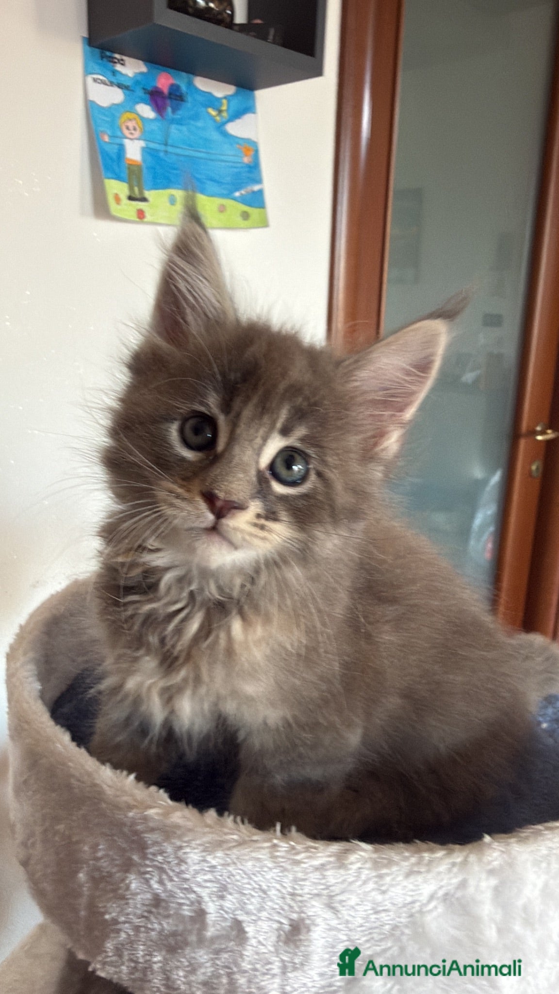 Maine Coon gatti Cuccioli di Manine Coon disponibili da giugno - Annuncio 2