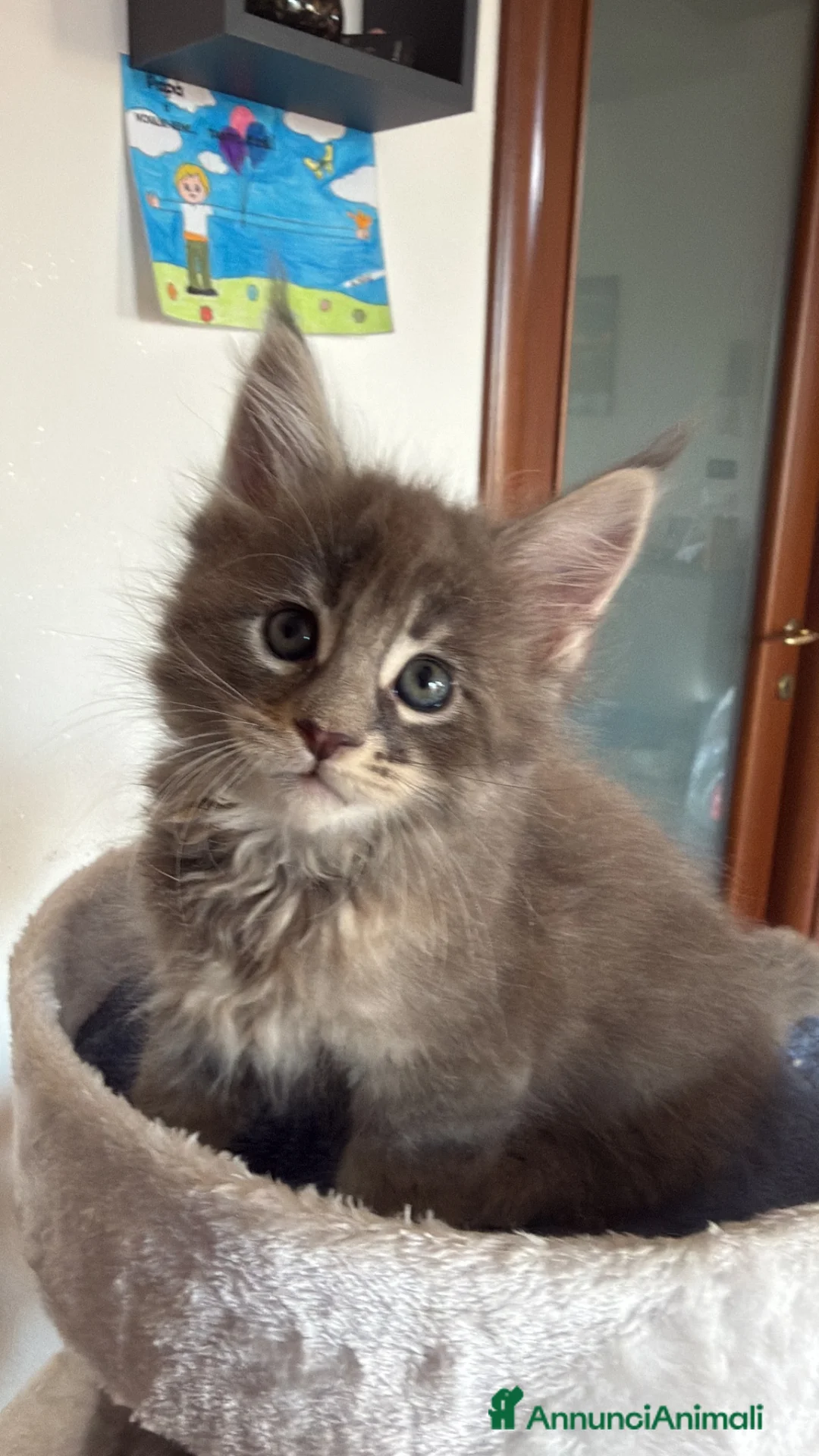 Maine Coon gatti in vendita: Cuccioli di Manine Coon disponibili da giugno - Annuncio 2